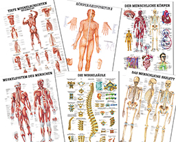 Anatomie Poster/Lehrtafeln