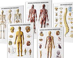 3D-Anatomie-Relieftafeln