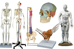 Anatomische Modelle, Skelette etc.