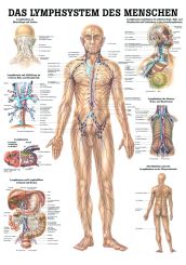 «Das Lymphsystem des Menschen», laminiert 