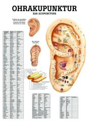 «Ohrakupunktur», laminiert 