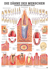 «Die Zähne des Menschen», laminiert 