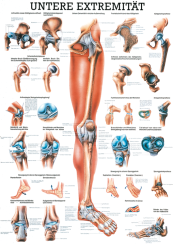 «Untere Extremität», laminiert 