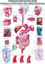 «Verdauungsorgane», laminiert 