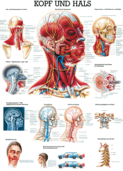 «Kopf und Hals», laminiert 