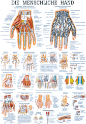 «Die menschliche Hand», laminiert 