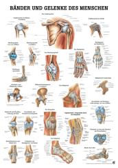 «Bänder und Gelenke des Menschen», laminiert 