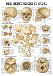 «Der menschliche Schädel», laminiert 