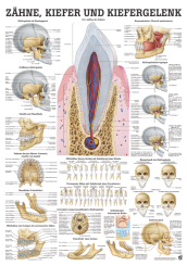 «Zähne, Kiefer und Kiefergelenk», laminiert 