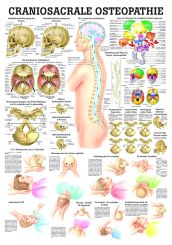 «Craniosacrale Osteopathie», laminiert 