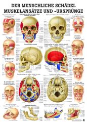 «Der menschliche Schädel (Muskelansätze und -ursprünge)», laminiert 