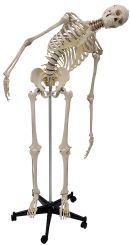 Menschliches Skelett mit flexibler Wirbelsäule A200.2 