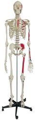 Skelett A200.1 mit Muskeldarstellung und starrer Wirbelsäule 