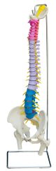 Flexible Wirbelsäule A210, 3-farbig koloriert 