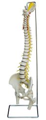 Flexible Wirbelsäule des Menschen, Modell A212 