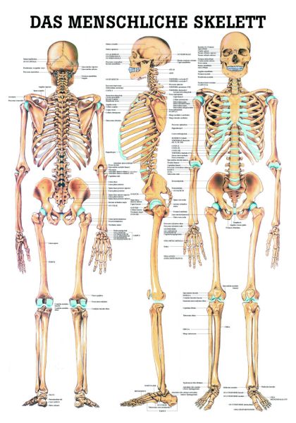 Anatomie-Lehrtafel «Das menschliche Skelett», laminiert 
