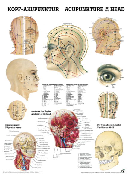 «Kopf-Akupunktur», laminiert 
