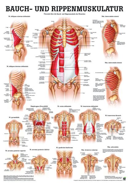 «Bauch und Rippenmuskulatur«, laminiert 