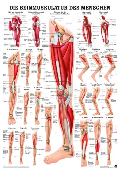 «Die Beinmuskulatur des Menschen», laminiert 