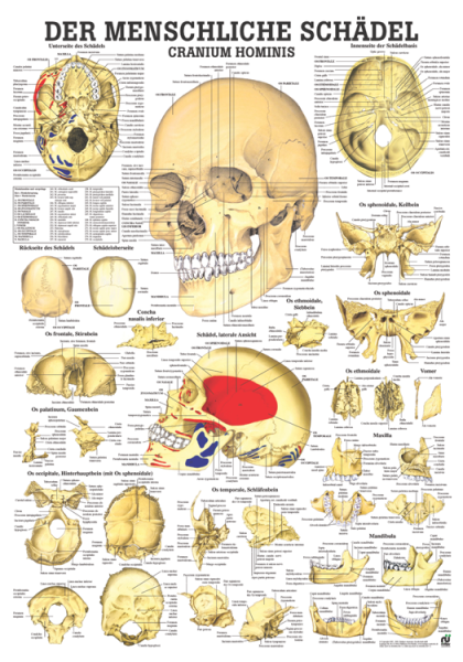 «Der menschliche Schädel (Cranium hominis)», laminiert 