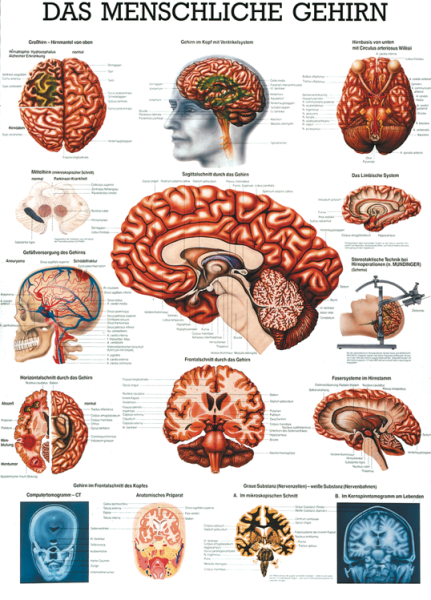 «Das menschliche Gehirn», laminiert 