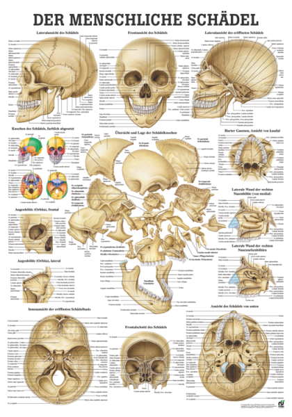 «Der menschliche Schädel», laminiert 