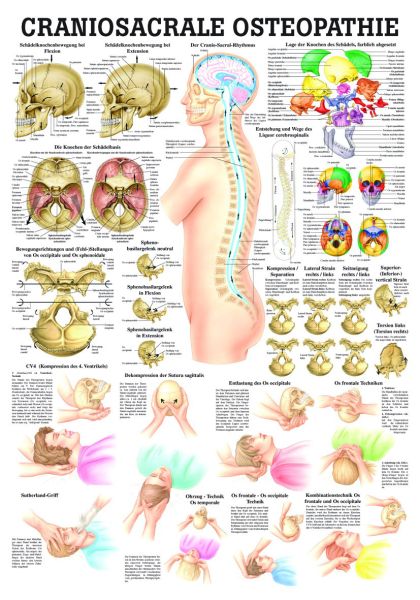 «Craniosacrale Osteopathie», laminiert 