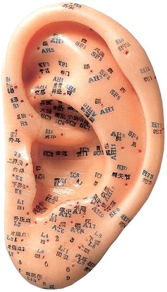 Ohr Akupunktur-Modell ACU 11 