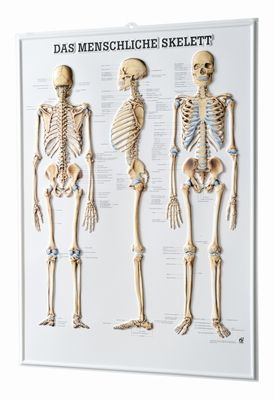3D Anatomie-Relieftafel «The Human Skeleton» 