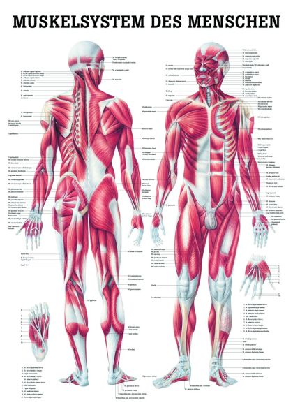 «Muskelsystem des Menschen»,  laminiert 