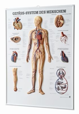 3D Anatomie-Relieftafel «Gefäss-System des Menschen» 
