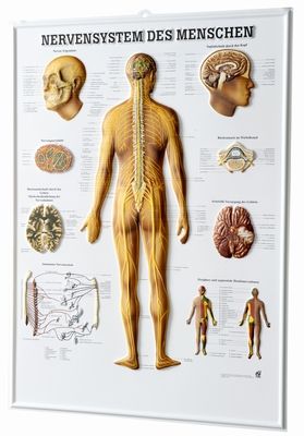 3D Anatomie-Relieftafel «Nervensystem des Menschen» 
