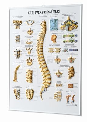 3D Anatomie-Relieftafel «Die Wirbelsäule» 