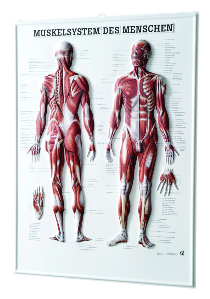 3D Anatomie-Relieftafel «Muskelsystem des Menschen» 