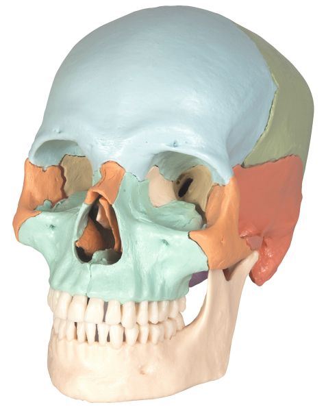 Zerlegbarer Schädel mit Magnetverbindungen, 18-teilig, pastellfarbige Schädelknochen 