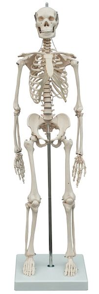 Mini-Skelett mit starrer Wirbelsäule – Modell MI200, 65 cm/1kg, auf Stativ 